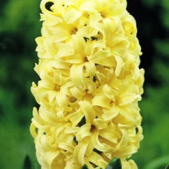 Menu Pastel Mix Hyacinth Collection -US Garden Plants Sales 2024 84122 pastel mix hyacinth collection 2