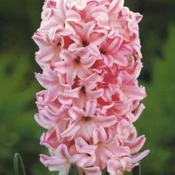 Menu Pastel Mix Hyacinth Collection -US Garden Plants Sales 2024 84122 pastel mix hyacinth collection 3