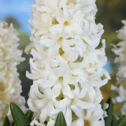 Menu Pastel Mix Hyacinth Collection -US Garden Plants Sales 2024 84122 pastel mix hyacinth collection 5