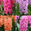Menu Vivid Hyacinth Collection -US Garden Plants Sales 2024 84123 vivid hyacinth collection