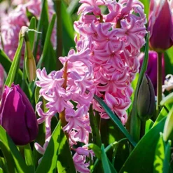 Menu Pastel Mix Hyacinth Collection -US Garden Plants Sales 2024 84125 fondant hyacinth 2