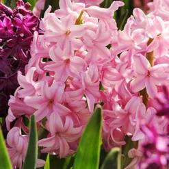 Menu Pastel Mix Hyacinth Collection -US Garden Plants Sales 2024 84125 fondant hyacinth 3