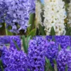 Menu Dutch Blue And White Hyacinth Collection -US Garden Plants Sales 2024 84126