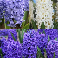 Menu Dutch Blue And White Hyacinth Collection