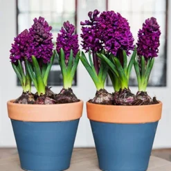 Menu Berries & Cream Hyacinth Collection 33 Menu Berries & Cream Hyacinth Collection -US Garden Plants Sales 2024 84129 woodstock hyacinth