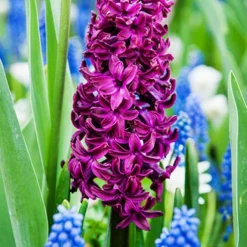 Menu Fairy Dust Hyacinth & Tulip Collection 25 Menu Fairy Dust Hyacinth & Tulip Collection -US Garden Plants Sales 2024 84129 woodstock hyacinth 3