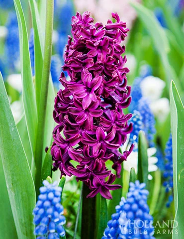 Menu Fairy Dust Hyacinth & Tulip Collection 10 Menu Fairy Dust Hyacinth & Tulip Collection - Image 8