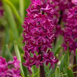 Menu Fairy Dust Hyacinth & Tulip Collection 26 Menu Fairy Dust Hyacinth & Tulip Collection -US Garden Plants Sales 2024 84129 woodstock hyacinth 4