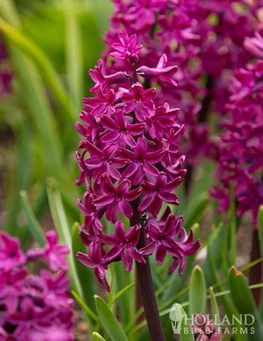 Menu Fairy Dust Hyacinth & Tulip Collection 11 Menu Fairy Dust Hyacinth & Tulip Collection - Image 9