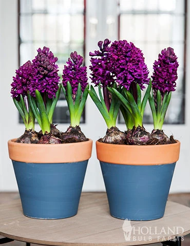 Menu Berries & Cream Hyacinth Collection 18 Menu Berries & Cream Hyacinth Collection - Image 16