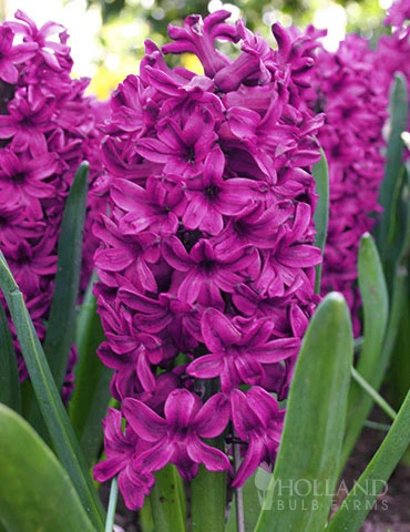 Menu Fairy Dust Hyacinth & Tulip Collection 8 Menu Fairy Dust Hyacinth & Tulip Collection - Image 6