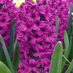 Menu Berries & Cream Hyacinth Collection 32 Menu Berries & Cream Hyacinth Collection -US Garden Plants Sales 2024 84129 woodstock hyacinths
