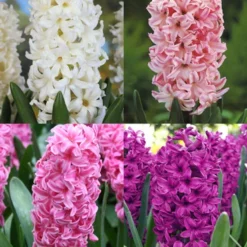 Menu Berries & Cream Hyacinth Collection 21 Menu Berries & Cream Hyacinth Collection -US Garden Plants Sales 2024 84130 berries and cream hyacinth collection