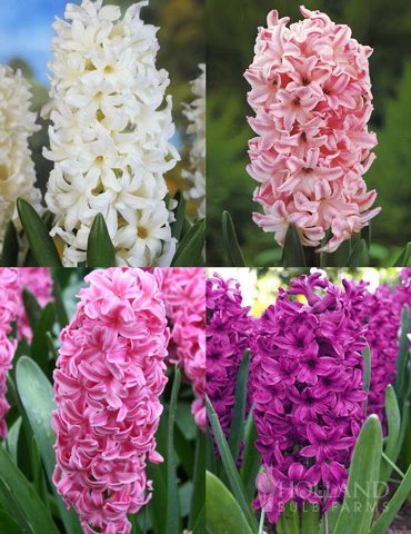 Menu Berries & Cream Hyacinth Collection 6 Menu Berries & Cream Hyacinth Collection - Image 4