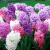 Menu Berries & Cream Hyacinth Collection -US Garden Plants Sales 2024 84130 berries and cream hyacinths 3
