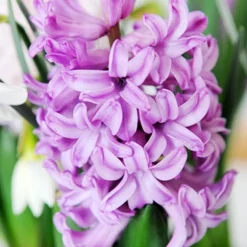 Menu Mid Spring Flowers Garden Kit -US Garden Plants Sales 2024 84131 andorra hyacinths 2