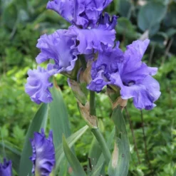 Menu Late Spring Spectacular Garden 28 Menu Late Spring Spectacular Garden -US Garden Plants Sales 2024 85115 victoria falls reblooming bearded iris 3 2