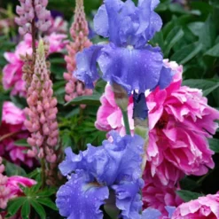 Menu Reblooming German Iris Collection 26 Menu Reblooming German Iris Collection -US Garden Plants Sales 2024 85115 victoria falls reblooming bearded iris 4 1