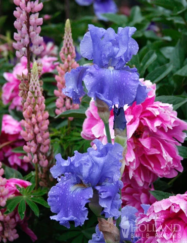 Menu Reblooming German Iris Collection 11 Menu Reblooming German Iris Collection - Image 9