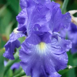 Menu Blue Blooms In Spring Collection 33 Menu Blue Blooms In Spring Collection -US Garden Plants Sales 2024 85115 victoria falls reblooming bearded iris 5