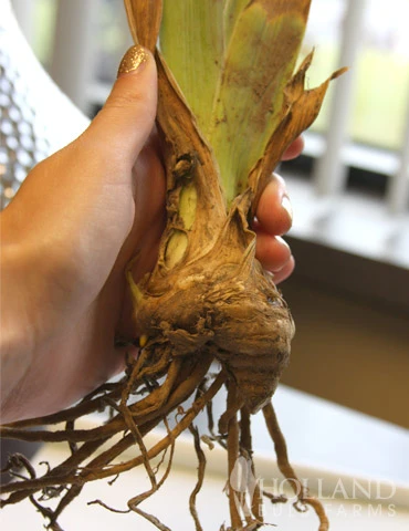 Menu Reblooming German Iris Collection 13 Menu Reblooming German Iris Collection - Image 11