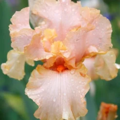 Menu Reblooming German Iris Collection 27 Menu Reblooming German Iris Collection -US Garden Plants Sales 2024 85117 beverly sills reblooming bearded iris