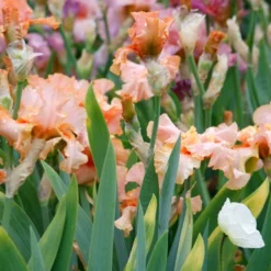 Menu Reblooming German Iris Collection 29 Menu Reblooming German Iris Collection -US Garden Plants Sales 2024 85117 beverly sills reblooming bearded iris 3
