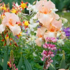 Menu Reblooming German Iris Collection 30 Menu Reblooming German Iris Collection -US Garden Plants Sales 2024 85117 beverly sills reblooming bearded iris 4