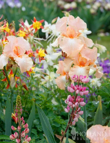 Menu Reblooming German Iris Collection 15 Menu Reblooming German Iris Collection - Image 13