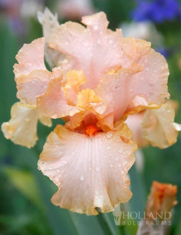 Menu Reblooming German Iris Collection 12 Menu Reblooming German Iris Collection - Image 10