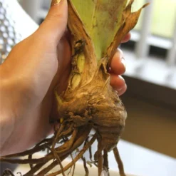 Menu Reblooming German Iris Collection 32 Menu Reblooming German Iris Collection -US Garden Plants Sales 2024 85122 champagne elegance reblooming iris 2