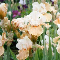Menu Reblooming German Iris Collection 33 Menu Reblooming German Iris Collection -US Garden Plants Sales 2024 85122 champagne elegance reblooming iris 3