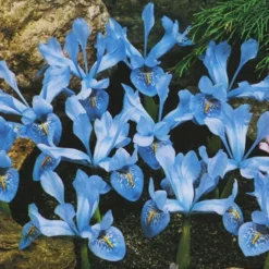 Menu Early Spring Flowers Garden Kit 23 Menu Early Spring Flowers Garden Kit -US Garden Plants Sales 2024 85134 cantab dwarf iris 4