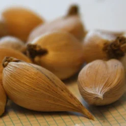 Menu Early Spring Flowers Garden Kit 24 Menu Early Spring Flowers Garden Kit -US Garden Plants Sales 2024 85134 cantab dwarf iris 5