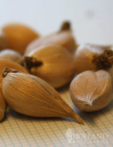 Menu Early Spring Flowers Garden Kit 12 Menu Early Spring Flowers Garden Kit - Image 10