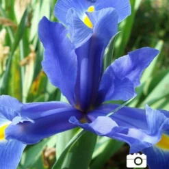 Menu Early Spring Flowers Garden Kit 25 Menu Early Spring Flowers Garden Kit -US Garden Plants Sales 2024 85134 cantab dwarf iris 6