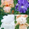 Menu Reblooming German Iris Collection -US Garden Plants Sales 2024 85139 reblooming german iris collection