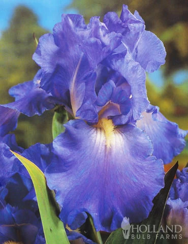 Menu Reblooming German Iris Collection 4 Menu Reblooming German Iris Collection - Image 2