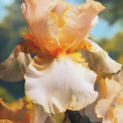 Menu Reblooming German Iris Collection 20 Menu Reblooming German Iris Collection -US Garden Plants Sales 2024 85139 reblooming german iris collection 3