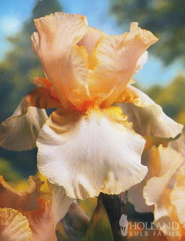 Menu Reblooming German Iris Collection 5 Menu Reblooming German Iris Collection - Image 3