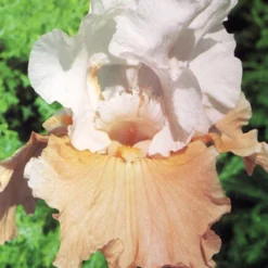 Menu Reblooming German Iris Collection 21 Menu Reblooming German Iris Collection -US Garden Plants Sales 2024 85139 reblooming german iris collection 4