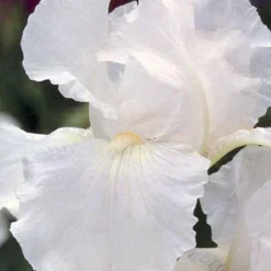 Menu Reblooming German Iris Collection 22 Menu Reblooming German Iris Collection -US Garden Plants Sales 2024 85139 reblooming german iris collection 5