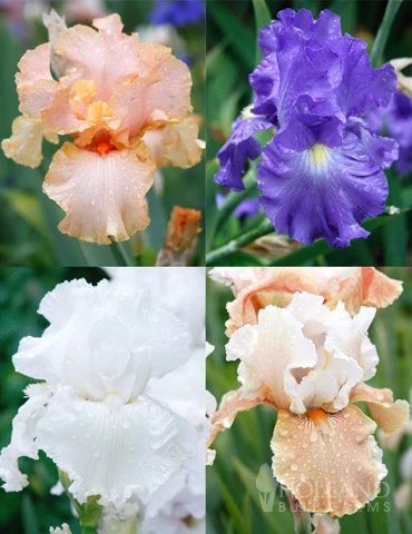 Menu Reblooming German Iris Collection 3 Menu Reblooming German Iris Collection
