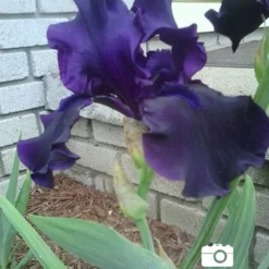 Menu Waves Of Purple Bearded Iris Collection -US Garden Plants Sales 2024 85175 anvil of darkness bearded iris 2 1