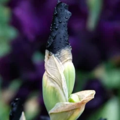 Menu Waves Of Purple Bearded Iris Collection -US Garden Plants Sales 2024 85175 anvil of darkness bearded iris 3 1