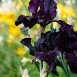Menu Waves Of Purple Bearded Iris Collection -US Garden Plants Sales 2024 85175 anvil of darkness bearded iris 4 1