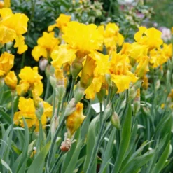 Menu Late Spring Spectacular Garden 31 Menu Late Spring Spectacular Garden -US Garden Plants Sales 2024 85178 bold look bearded iris 2
