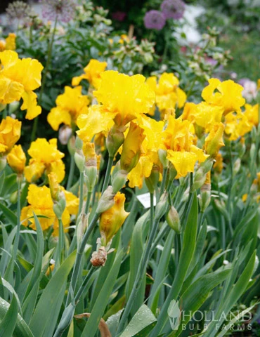 Menu Late Spring Spectacular Garden 16 Menu Late Spring Spectacular Garden - Image 14