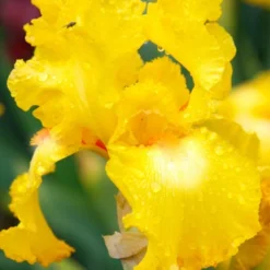 Menu Late Spring Spectacular Garden 30 Menu Late Spring Spectacular Garden -US Garden Plants Sales 2024 85178 bold look bearded iris
