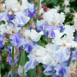 Menu Cool Blue Bearded Iris Collection -US Garden Plants Sales 2024 85181 stairway to heaven bearded iris 2